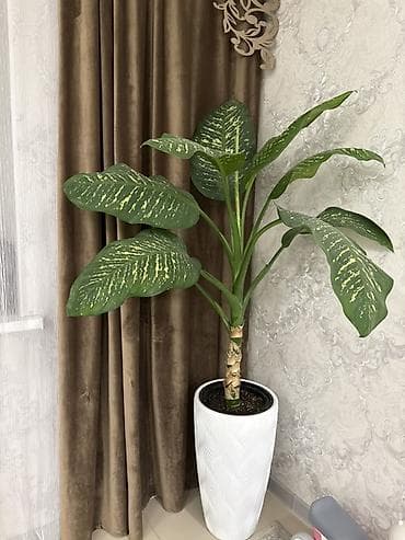 Диффенбахия (Dieffenbachia) в горшке - Крупное декоративно-лиственное