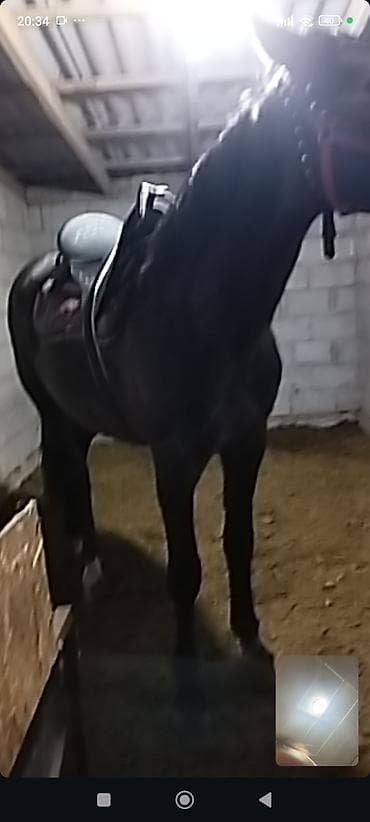 каракол животных: Продаю | Жеребец | Кара Жорго | Конный спорт | Осеменитель — 5