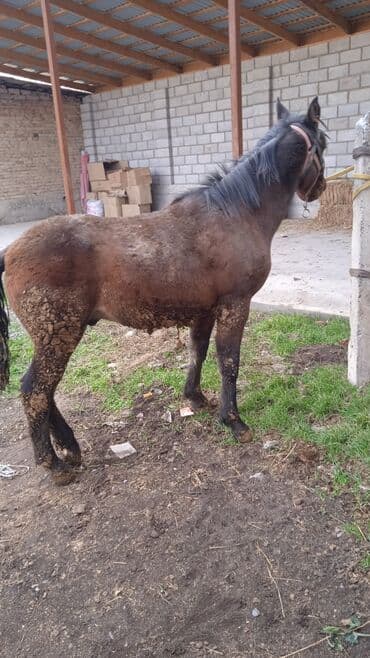 продам козу дойную: Продаю | Жеребец | Полукровка | Рабочий | Племенные — 3