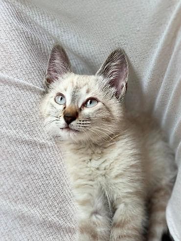 абиссинский кот: Абиссинская, 2 месяца, Девочка — 1