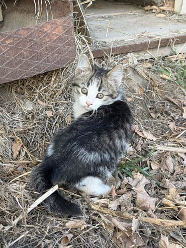 корм для кошек и котят: Отдам даром кошку — 4