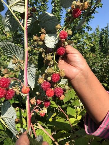 продажа домов шопоков: Дача, 55 м², 5 комнат, Старый ремонт — 18