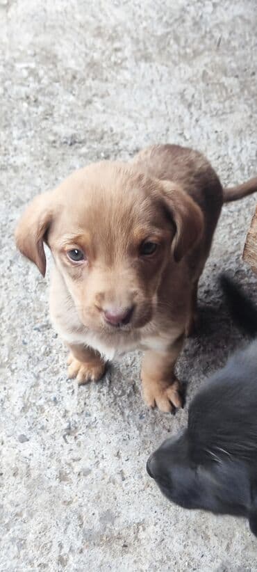 купить французского бульдога: Собака даром: 2 месяца, Самец — 3