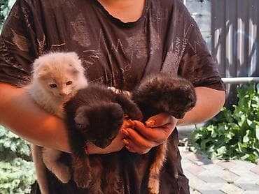 тайские кошки цена: Котята домашние, приплод от одной кошки. Возраст примерно 1–1,5 месяца — 2