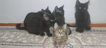 котенок шиншилла купить: Котята домашние, помёт из нескольких малышей. Окрас: преимущественно — 6