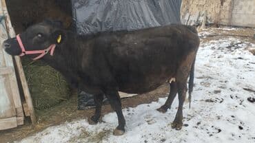 Ветеринар кызматы: Сатам | Уй (ургаачы) | Сүт алуу үчүн | Музоологондон кийин — 2