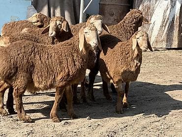 Продаю | Ягненок, Баран (самец) | Для разведения | Племенные, Осеменитель at lalafo.kg Продаю | Ягненок, Баран (самец) | Для разведения | Племенные, Осеменитель