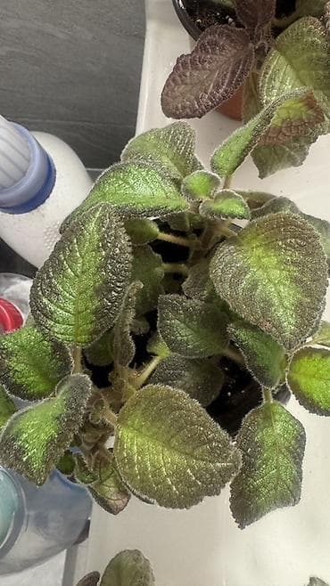 Дом и сад: Эписция (Episcia) декоративно-цветущая, горшечное растение. 100-150с — 2