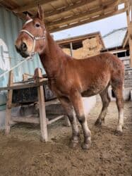 седло спортивное: Продаю | Жеребенок | Рабочий — 4