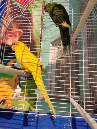 зеленый волнистый попугай: Попугаи Какарики являются очень активными, весёлыми, оригинальными, а — 2