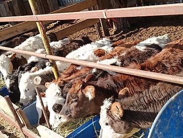 куплю мясо оптом: Продаю | Тёлка, Музоо, торпок | Полукровка, Ангус, Голштин | На откорм, На забой, Для разведения | Племенные, Искусственник — 1