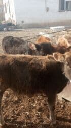 продажа щенков немецкой овчарки с документами в бишкеке: Продаю | Тёлка | Для разведения — 3