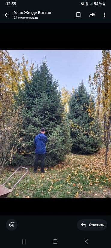Саженцы деревьев: Ели, Самовывоз