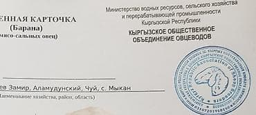 кой парода: Продаю | Ягненок, Баран (самец) | Арашан — 6