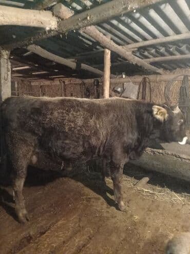 каровы: Продаю | Бык (самец) | Швицкая | На откорм — 8