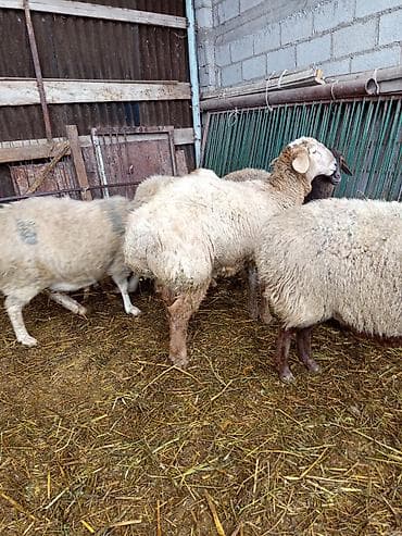 Продаю | Овца (самка) | Полукровка | Для разведения | Матка