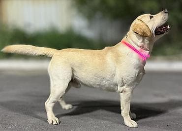 Грызуны: Вязка: Лабрадор-ретривер, Самец, 2 года, С прививкой, С родословной — 5