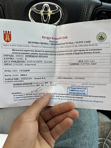 купить собаку кане корсо: Собака даром: Немецкая овчарка, 6 месяцев, Самка, С прививкой — 6