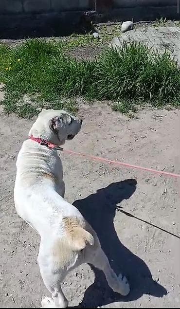 собака девочка: Алабай, 3 месяца, Самка, С прививкой, С родословной — 2