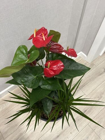 удобрение чёрный жемчуг: Композиция в кашпо: антуриум с красными соцветиями + драцена - — 3
