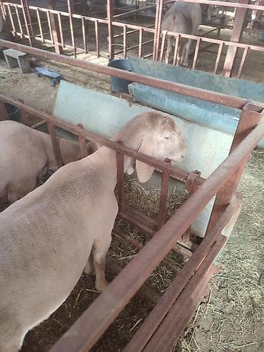 папугай карела: Продаю | Ягненок, Баран (самец) | Арашан | Для разведения | Осеменитель — 4