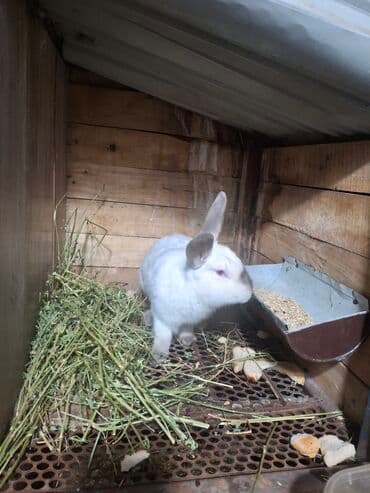 куры доминанты: Продаю | Кролик самец | Калифорнийская | Для разведения | Племенные — 1