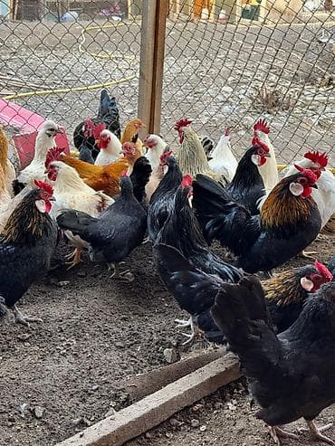 пони лошад: Продаю карликовых кур бентамок, выведенные клушкой, абсолютно — 2