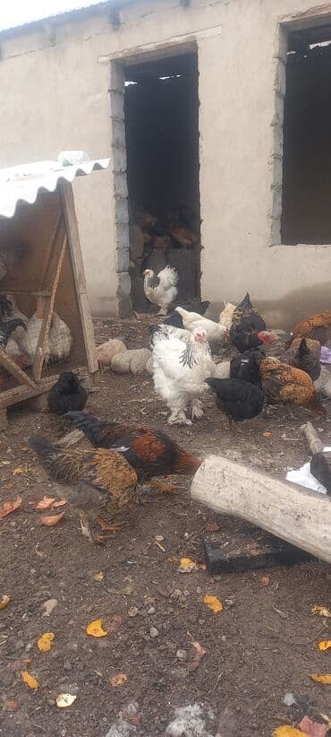 уулар: Ассаламу аллекум семиз индаутко жатылат тооктор уйдуку короздор — 5