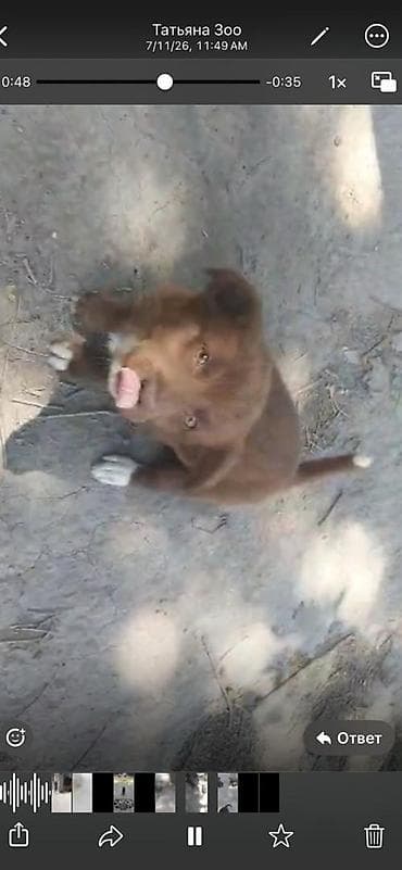 Животные: Щенки дворняжки🐶 Ищем любящих хозяев для замечательных щенков! Четыре — 3
