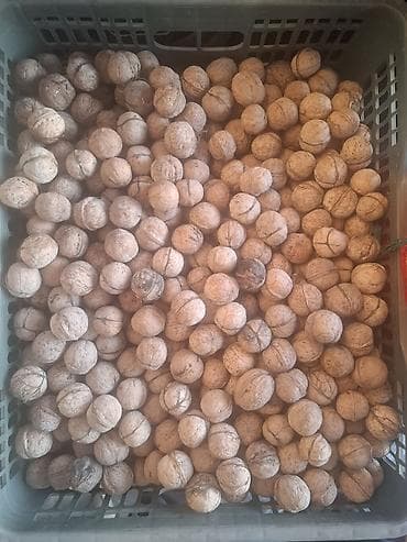 корень ореха: Продаю Грецкий орех 50 сом кг есть торг. - Натуральные орехи в — 2