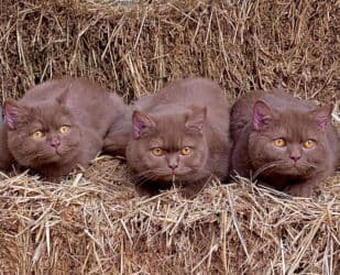 ящик для документов: ✨ БРИТАНСКИЕ КОТЯТА ЗОЛОТИСТОЙ ШИНШИЛЛЫ В ПОИСКАХ ДОМА! ✨ Наши малыши — 4