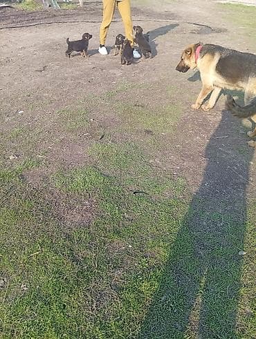 пудель карликовый цена: Немецкая овчарка, 2 месяца, Самка — 5