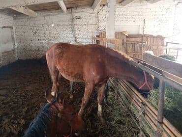 декларативный кролик: Продаю | Конь (самец) | На забой — 2