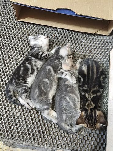 зеркальный карп: Скотиш Страйт (Шотландская прямоухая), 1 месяц, Девочка — 1