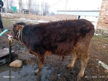 продам коров: Продаю | Корова (самка), Тёлка, Музоо, торпок | Для молока — 3