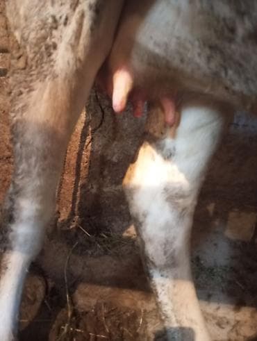 корова джерси: Продаю | Корова (самка) | Для молока | Нетель — 2