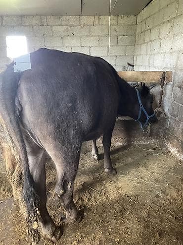 кошки на обувь: Продаю | Тёлка | Швицкая | На забой, Для молока — 5