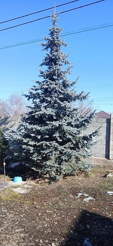 спальный гарнитур бишкек цены: Голубая ель (Picea pungens, возможно сорт Glauca) крупного размера для — 1