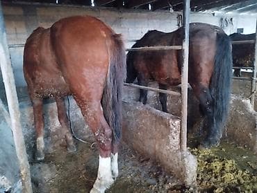 токмок лошади: Продаю | Жеребец | На забой — 7