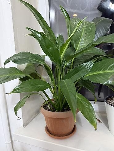 Дом и сад: Спатифиллум (Spathiphyllum) в горшке
Женское счастье — 1