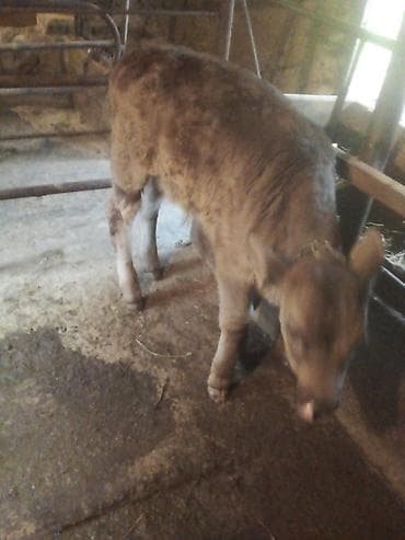 инд: Продаю | Тёлка | Полукровка | На откорм | Искусственник — 1