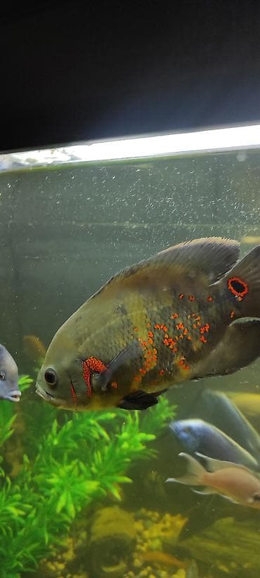 африканские сом: Астронотус (Oscar, Astronotus ocellatus) - Крупная яркая цихлида с — 5