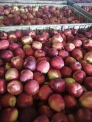 электронный жайнамаз бишкек цена: Алмуруттар Дүңүнөн, Өзү алып кетүү — 7