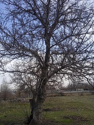 лош ат: Плодовое дерево (грецкий орех) на участке. Описание: - Крупное — 1