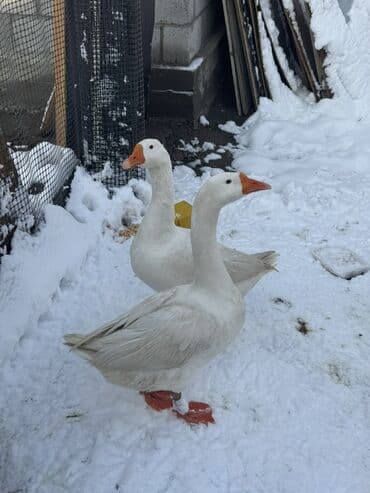 Прода гусей одна пара(2 шт)
Пойдут для мяса,разведения
Цена:1700 за шт