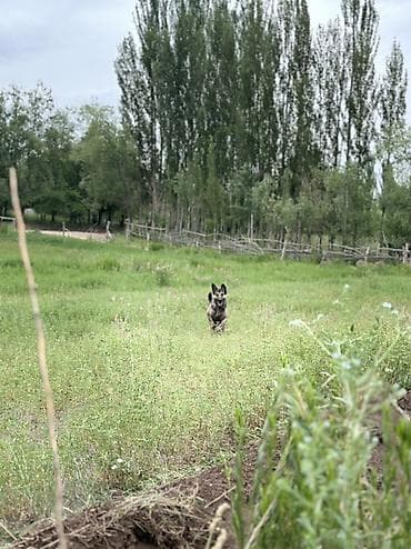 скот крс: Пастушья/охранная собака (крупная, короткошерстная — 2