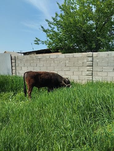 отдам собаку в хорошие руки бишкек: Продаю | Бык (самец) | На откорм | Привязанные — 2