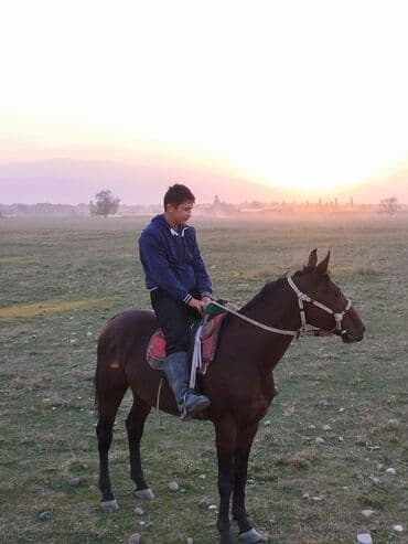 продажа щенков немецкой овчарки в бишкеке с документами: Сатам | Байтал | Жумушка — 3