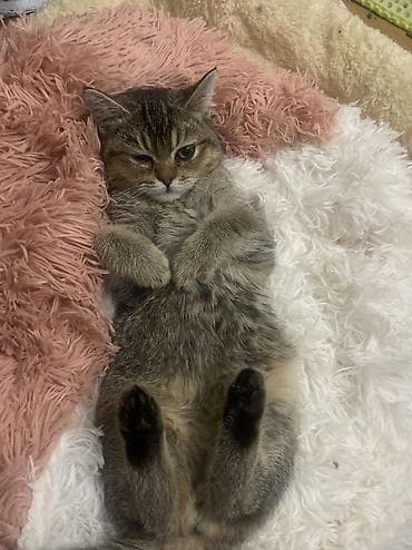 Мышык кууту: Скотиш Страйт (Шотландиялык тик кулактуу), 4 айлык, Эркек, Алтын шиншилла, Лотокко барууга үйрөтүлгөн — 6