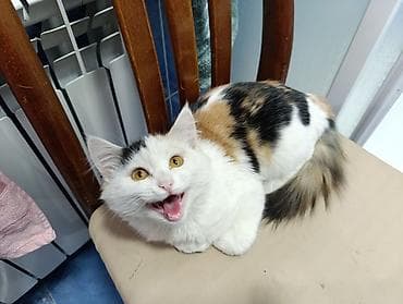 сазан живой: 6 месяцев, Девочка, Приучена к лотку — 7